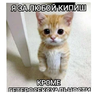 🐱 emoji Пиздец а не жизнь Telegram sticker 11 of 15