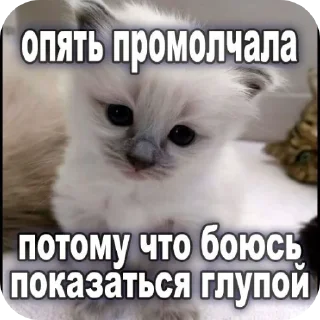 🐱 emoji Пиздец а не жизнь Telegram sticker 6 of 15