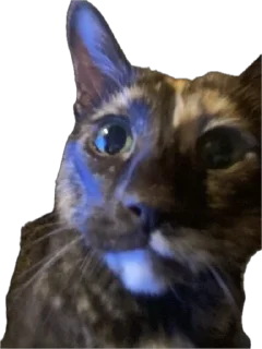 😳 emoji масяндра для выебонов Telegram sticker 5 of 27