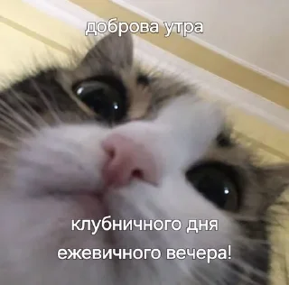 💕 emoji для важных переговоров Telegram sticker 19 of 41