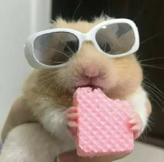 🌟 emoji Йожик,крыска,мышка и хома. Telegram sticker 23 of 49