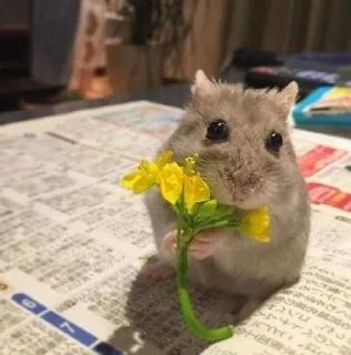 🌟 emoji Йожик,крыска,мышка и хома. Telegram sticker 14 of 49