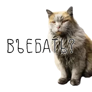 🤬 emoji коты ишачат на заводе Telegram sticker 15 of 34