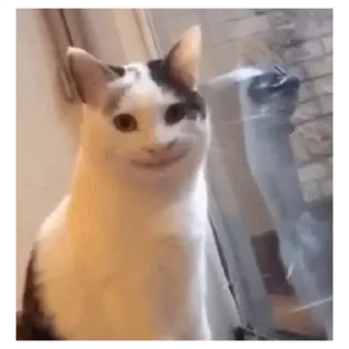 😂 emoji Коты Telegram sticker 9 of 30