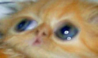 👀 emoji Те самые Telegram sticker 5 of 32