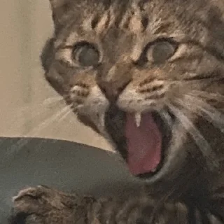 😵 emoji кот Василий Telegram sticker 10 of 27
