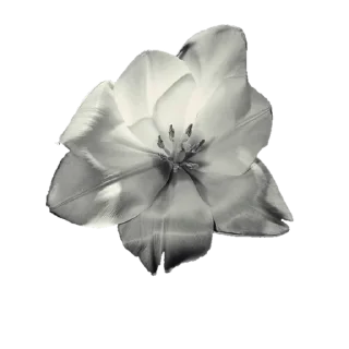 🌟 emoji 𝗵𝗼𝗺𝗶𝗰𝗶𝗽𝗵𝗲𝗿. @lovqwiio Telegram sticker 20 of 30