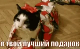 🐱 emoji С НОВЫМ ГОДОМ Telegram sticker 9 of 16