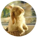 ☺️ emoji Хитрый кролик Telegram sticker 3 of 74