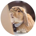 😳 emoji Хитрый кролик Telegram sticker 20 of 74