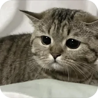 🐱 emoji @STICKRULE <- БОЛЬШЕ Telegram sticker 5 of 86