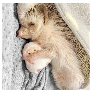 😴 emoji Ебжов and  Жабов Telegram sticker 16 of 77