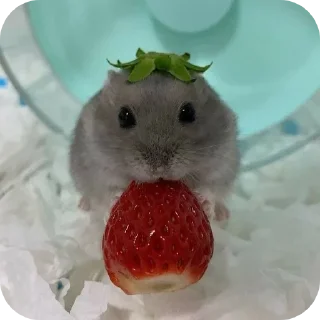 🌟 emoji Хомык Telegram sticker 5 of 32