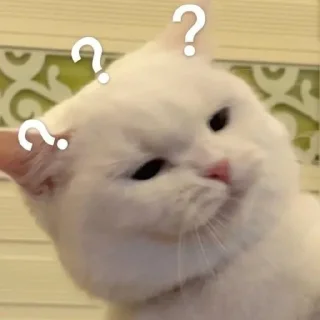 ❓ emoji котики♡︎ Telegram sticker 6 of 19