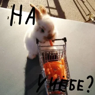 🐰 emoji Зайчики на все случаи жизни Telegram sticker 17 of 57
