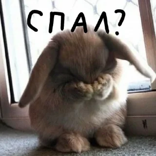 🐰 emoji Зайчики на все случаи жизни Telegram sticker 12 of 57