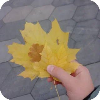 ✋ emoji Москва Telegram sticker 11 of 68