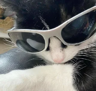 🌟 emoji Котики в очках Telegram sticker 22 of 32