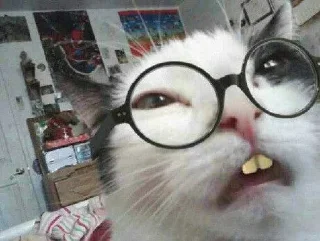 🌟 emoji Котики в очках Telegram sticker 19 of 32