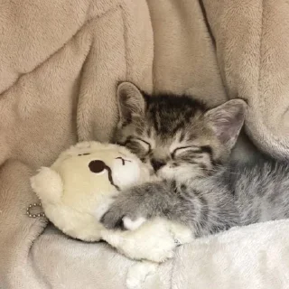 💌 emoji Sleepy cats and kitties | by @tg_ori004 Telegram sticker 5 of 93