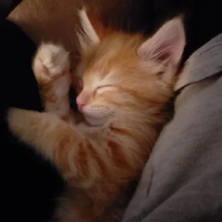 💌 emoji Sleepy cats and kitties | by @tg_ori004 Telegram sticker 13 of 93