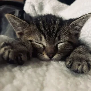💌 emoji Sleepy cats and kitties | by @tg_ori004 Telegram sticker 24 of 93