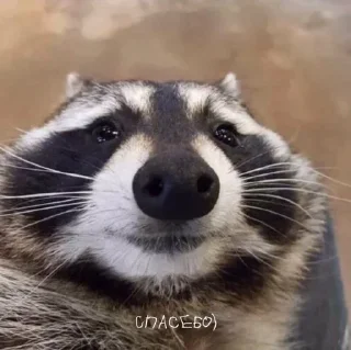 ☺️ emoji Енот Telegram sticker 20 of 74