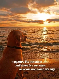 🐶 emoji дайте танк как смысл жизни Telegram sticker 24 of 62