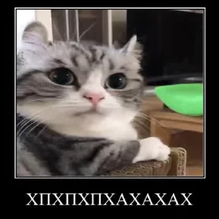 🤣 emoji ебаный кот Telegram sticker 16 of 44