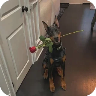 🫥 emoji добермашаа🙌🏻 Telegram sticker 22 of 47