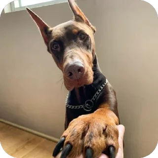🫥 emoji добермашаа🙌🏻 Telegram sticker 8 of 47