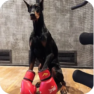 🫥 emoji добермашаа🙌🏻 Telegram sticker 9 of 47