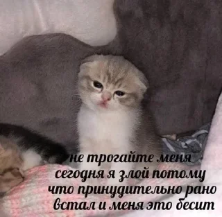 😵 emoji кошечки хорошие Telegram sticker 19 of 28