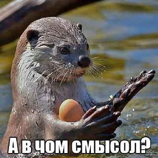 Sticker from @citatyanimal Выдры