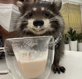 ☕️ emoji 🦝🦝 Telegram sticker 21 of 34
