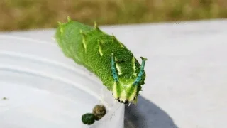 Sticker from -japanese emperor caterpillar
