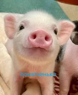 Sticker from pig https://t.me/minipiggies