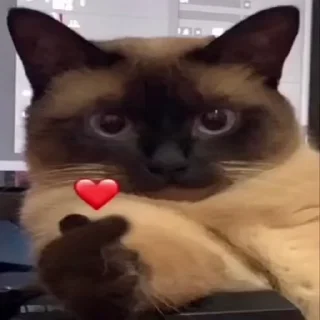 😼 emoji мануалы @asianLZT Telegram sticker 16 of 58