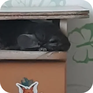 🤘 emoji мои животные♡ Telegram sticker 6 of 62