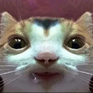 🤤 emoji кто что где как когда всм Telegram sticker 7 of 24
