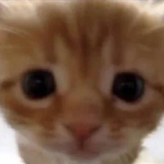 🤨 emoji кто что где как когда всм Telegram sticker 15 of 24