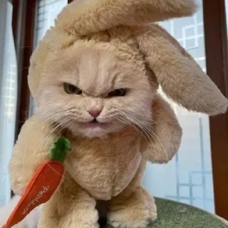 🐇 emoji Котики2(@Gos_Aye) Telegram sticker 9 of 80