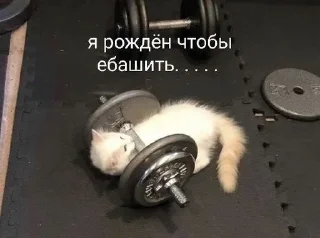 🌟 emoji #дегустация плоти Telegram sticker 14 of 30