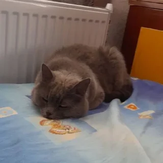 🫣 emoji БАСЯ ЖОСКИ Telegram sticker 10 of 15