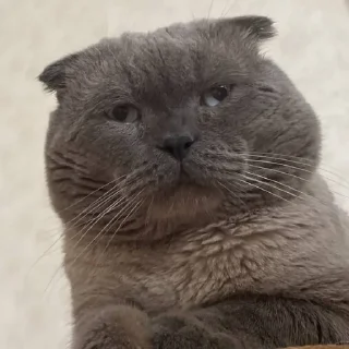 😰 emoji Бася..?!😨 Telegram sticker 11 of 21