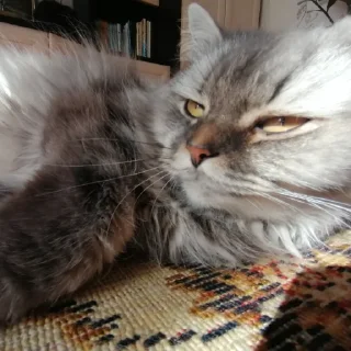 😌 emoji бася чмище ❤️ Telegram sticker 18 of 37