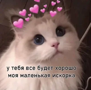 🌟 emoji Котятки .・✫・゜・。. Telegram sticker 8 of 36