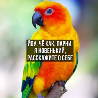 👋 emoji Флекс папуги Telegram sticker 9 of 120