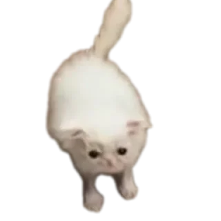 🐶 emoji Пиздец Telegram sticker 10 of 63