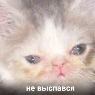 Sticker from пинаю твою маму